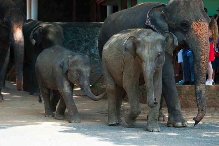 contioutra.com - Dinamarca compra elefantes restantes em circos para libertá-los e cuidar deles