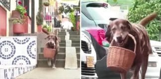 Cão trabalha como entregador em um bairro da Colômbia e protege a vizinhança do coronavírus; veja vídeo.