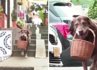 Cão trabalha como entregador em um bairro da Colômbia e protege a vizinhança do coronavírus; veja vídeo.