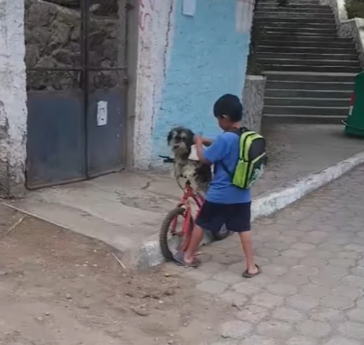 contioutra.com - Carinho em tempos de COVID: Menino sobe cachorro em bicicleta e coloca máscara nele antes de partir
