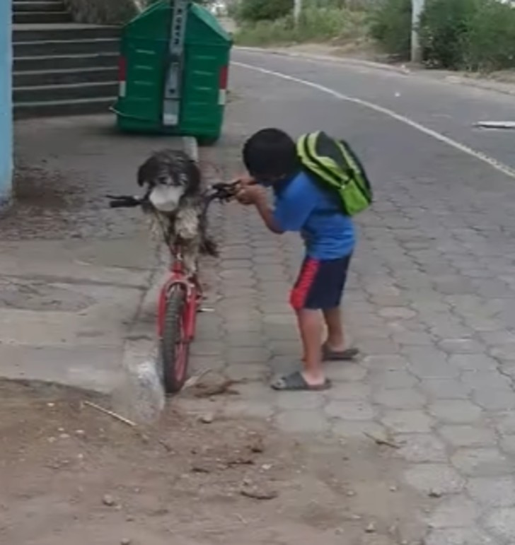 contioutra.com - Carinho em tempos de COVID: Menino sobe cachorro em bicicleta e coloca máscara nele antes de partir