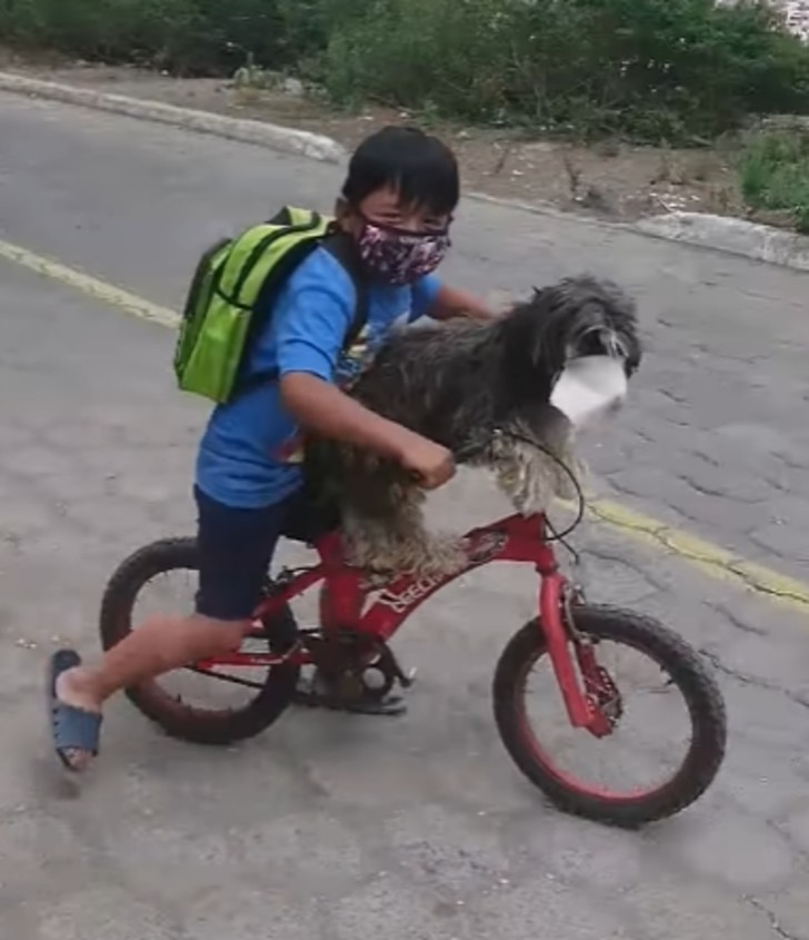 contioutra.com - Carinho em tempos de COVID: Menino sobe cachorro em bicicleta e coloca máscara nele antes de partir