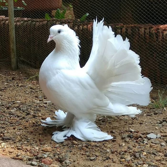 contioutra.com - Fotografias mostram os pombos mais exóticos e lindos do mundo! Confira.