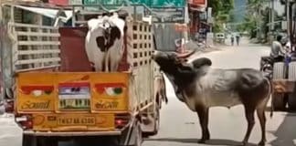 Touro se recusa a se separar de vaca e segue por 1 km o caminhão que a leva embora