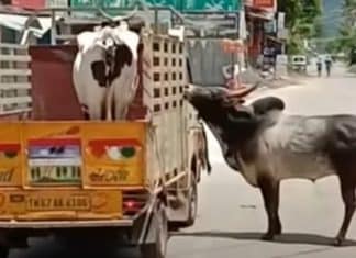 Touro se recusa a se separar de vaca e segue por 1 km o caminhão que a leva embora