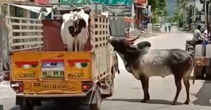 Touro se recusa a se separar de vaca e segue por 1 km o caminhão que a leva embora