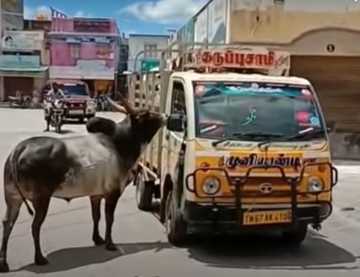 contioutra.com - Touro se recusa a se separar de vaca e segue por 1 km o caminhão que a leva embora