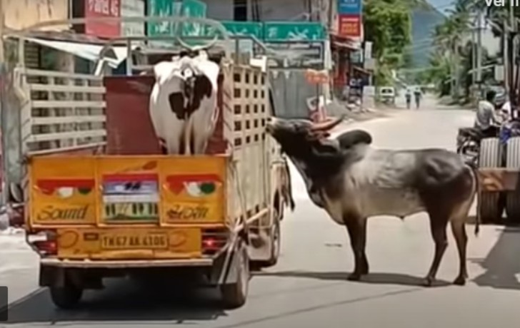 contioutra.com - Touro se recusa a se separar de vaca e segue por 1 km o caminhão que a leva embora