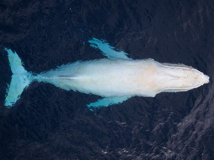 contioutra.com - Fotógrafo encontrou uma rara baleia jubarte branca na Austrália. Imagens únicas capturadas!