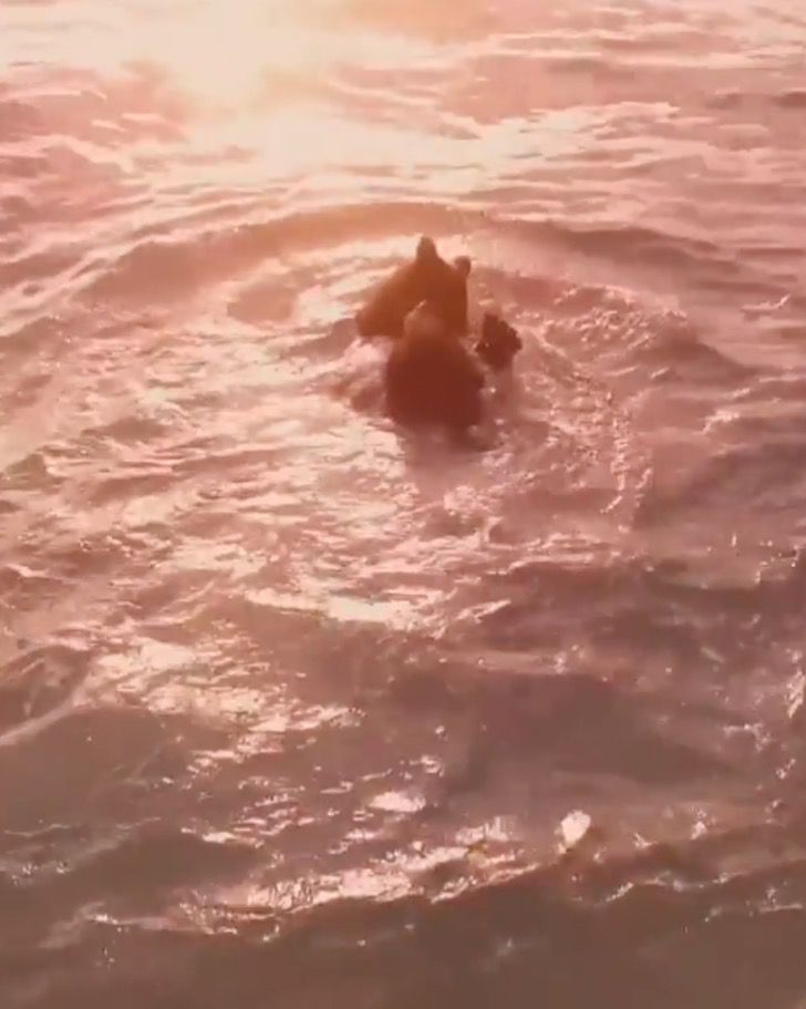 contioutra.com - Dois ursos foram flagrados tomando banho no mar, eles aproveitaram o pôr do Sol e uma tarde inesquecível