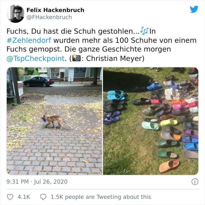 contioutra.com - Raposa é flagrada ‘colecionando’ os mais de 100 crocs que roubou em uma comunidade da Alemanha
