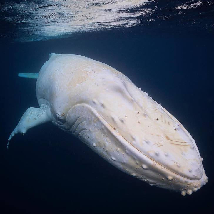 contioutra.com - Fotógrafo encontrou uma rara baleia jubarte branca na Austrália. Imagens únicas capturadas!