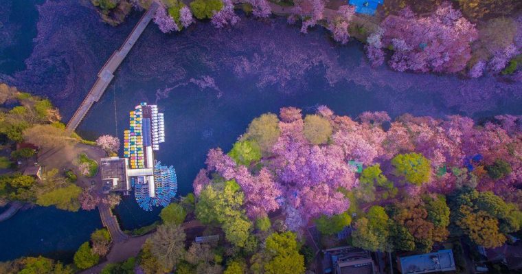 contioutra.com - Pétalas de flor de cerejeira preenchem um lago no Japão e criam uma cena naturalmente mágica