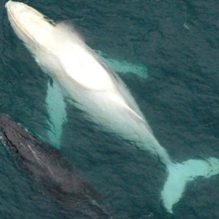 contioutra.com - Fotógrafo encontrou uma rara baleia jubarte branca na Austrália. Imagens únicas capturadas!