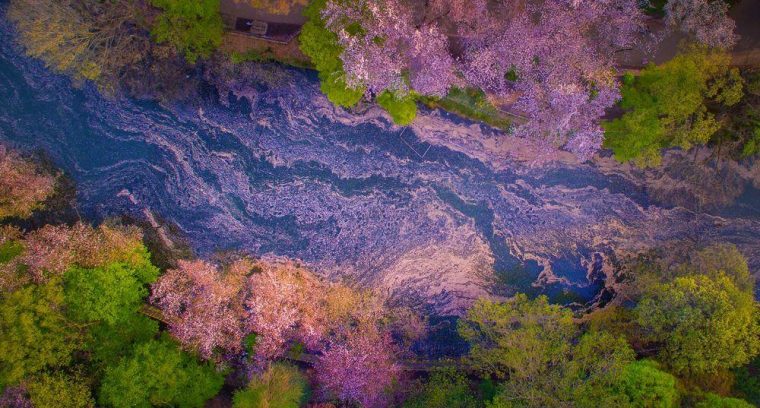 contioutra.com - Pétalas de flor de cerejeira preenchem um lago no Japão e criam uma cena naturalmente mágica