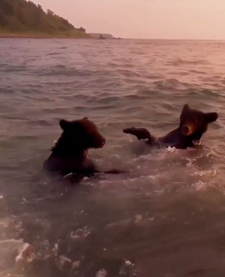 contioutra.com - Dois ursos foram flagrados tomando banho no mar, eles aproveitaram o pôr do Sol e uma tarde inesquecível