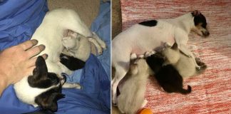 Cadelinha que foi separada dos filhotes depois de amamentar adota gatinhos órfãos
