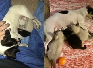 Cadelinha que foi separada dos filhotes depois de amamentar adota gatinhos órfãos