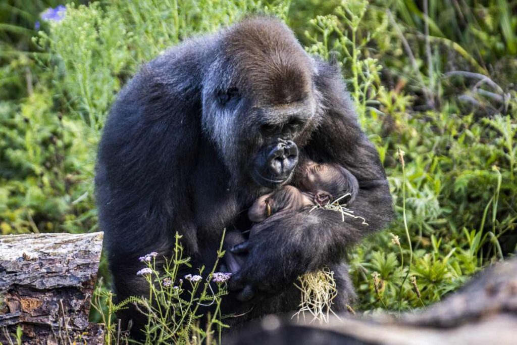 contioutra.com - Mamãe gorila abraça e acaricia seu bebê recém-nascido em imagens que irão aquecer seu coração