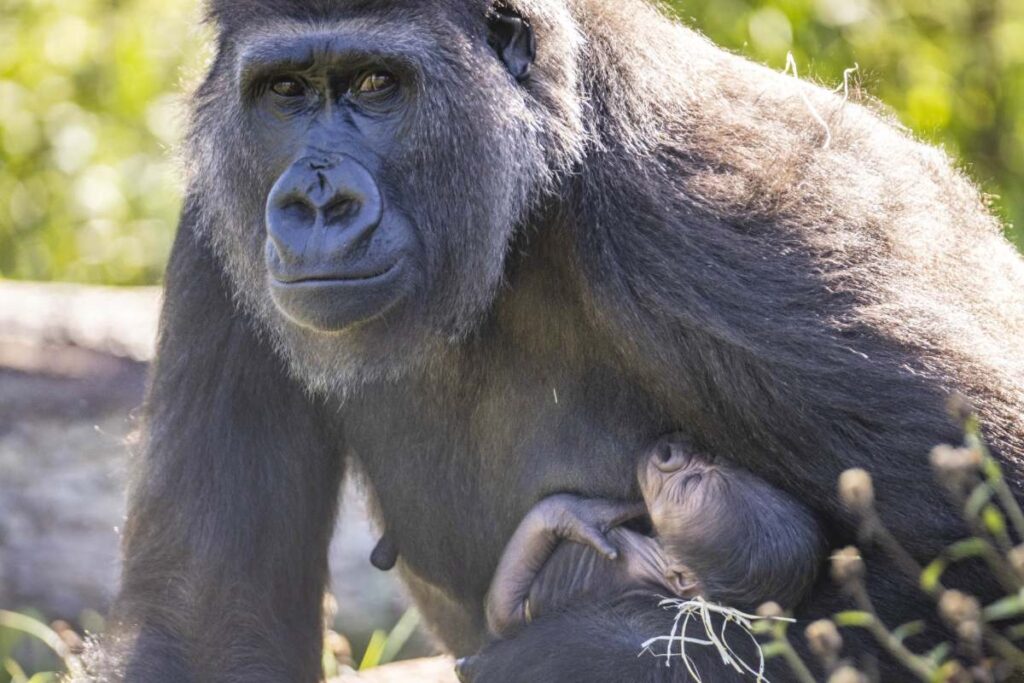 contioutra.com - Mamãe gorila abraça e acaricia seu bebê recém-nascido em imagens que irão aquecer seu coração