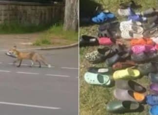 Raposa é flagrada ‘colecionando’ os mais de 100 crocs que roubou em uma comunidade da Alemanha