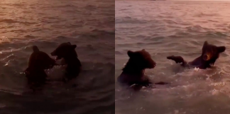 Dois ursos foram flagrados tomando banho no mar, eles aproveitaram o pôr do Sol e uma tarde inesquecível