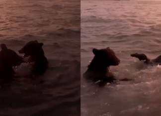 Dois ursos foram flagrados tomando banho no mar, eles aproveitaram o pôr do Sol e uma tarde inesquecível