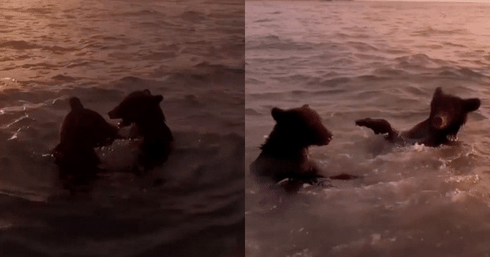 Dois ursos foram flagrados tomando banho no mar, eles aproveitaram o pôr do Sol e uma tarde inesquecível
