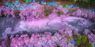 Pétalas de flor de cerejeira preenchem um lago no Japão e criam uma cena naturalmente mágica