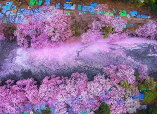 Pétalas de flor de cerejeira preenchem um lago no Japão e criam uma cena naturalmente mágica