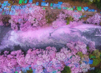 Pétalas de flor de cerejeira preenchem um lago no Japão e criam uma cena naturalmente mágica
