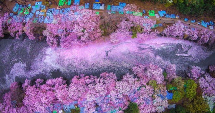 Pétalas de flor de cerejeira preenchem um lago no Japão e criam uma cena naturalmente mágica