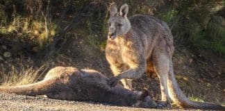 Foto captura a tristeza no olhar de canguru ao encontrar sua parceira atropelada. Sim, eles sentem! Foto captura a tristeza no olhar de canguru ao encontrar sua parceira atropelada. Sim, eles sentem!