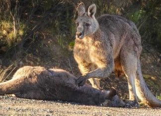 Foto captura a tristeza no olhar de canguru ao encontrar sua parceira atropelada. Sim, eles sentem!