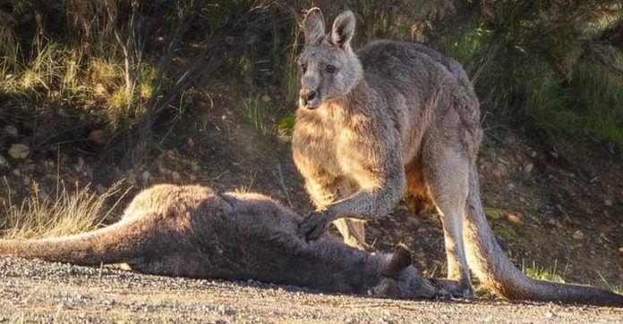 Foto captura a tristeza no olhar de canguru ao encontrar sua parceira atropelada. Sim, eles sentem!