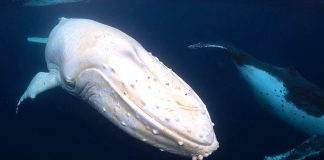 Fotógrafo encontrou uma rara baleia jubarte branca na Austrália. Imagens únicas capturadas!