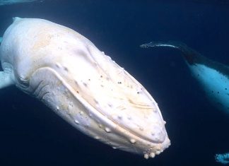 Fotógrafo encontrou uma rara baleia jubarte branca na Austrália. Imagens únicas capturadas!