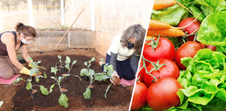 Restaurante comunitário em Brasília cria horta para autossustentar sua cozinha. Tudo é reaproveitado!