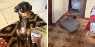 Cachorrinha move tapetes em sua casa para que sua dona cadeirante possa se mover sem obstáculos