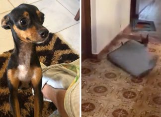 Cachorrinha move tapetes em sua casa para que sua dona cadeirante possa se mover sem obstáculos