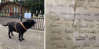 Cãozinho idoso é abandonado em porta de abrigo com carta comovente “Não aprendi a ser bonzinho”