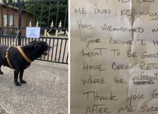 Cãozinho idoso é abandonado em porta de abrigo com carta comovente “Não aprendi a ser bonzinho”