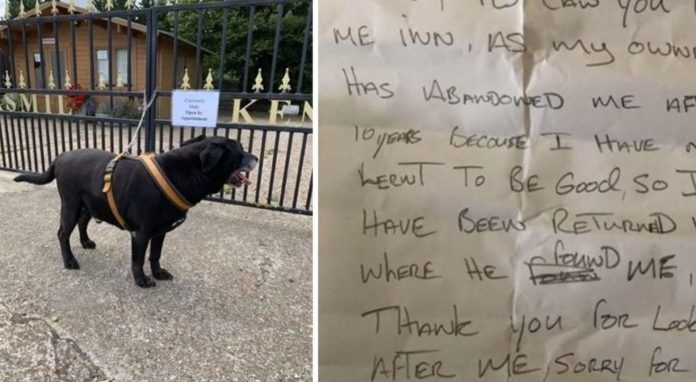 Cãozinho idoso é abandonado em porta de abrigo com carta comovente “Não aprendi a ser bonzinho”