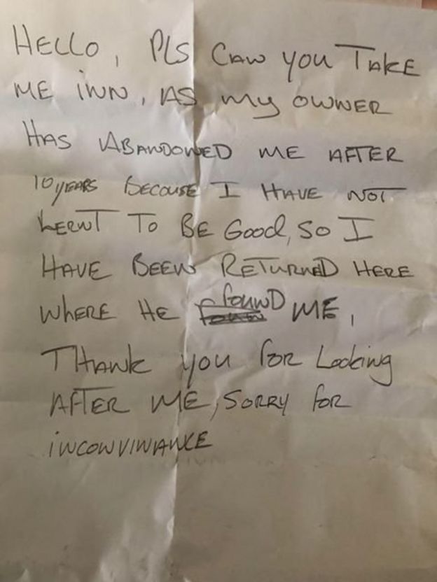 contioutra.com - Cãozinho idoso é abandonado em porta de abrigo com carta comovente "Não aprendi a ser bonzinho"