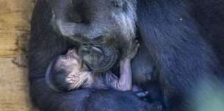 Mamãe gorila abraça e acaricia seu bebê recém-nascido em imagens que irão aquecer seu coração