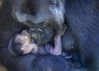 Mamãe gorila abraça e acaricia seu bebê recém-nascido em imagens que irão aquecer seu coração