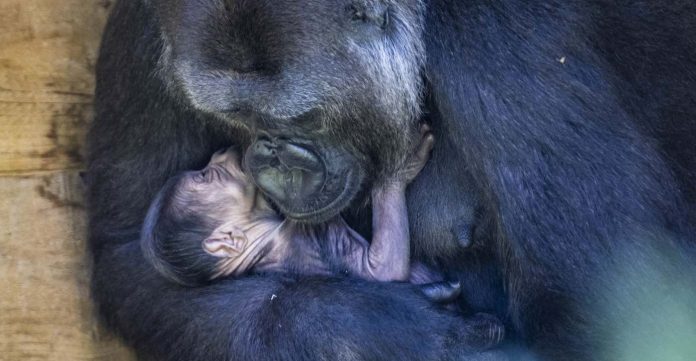 Mamãe gorila abraça e acaricia seu bebê recém-nascido em imagens que irão aquecer seu coração