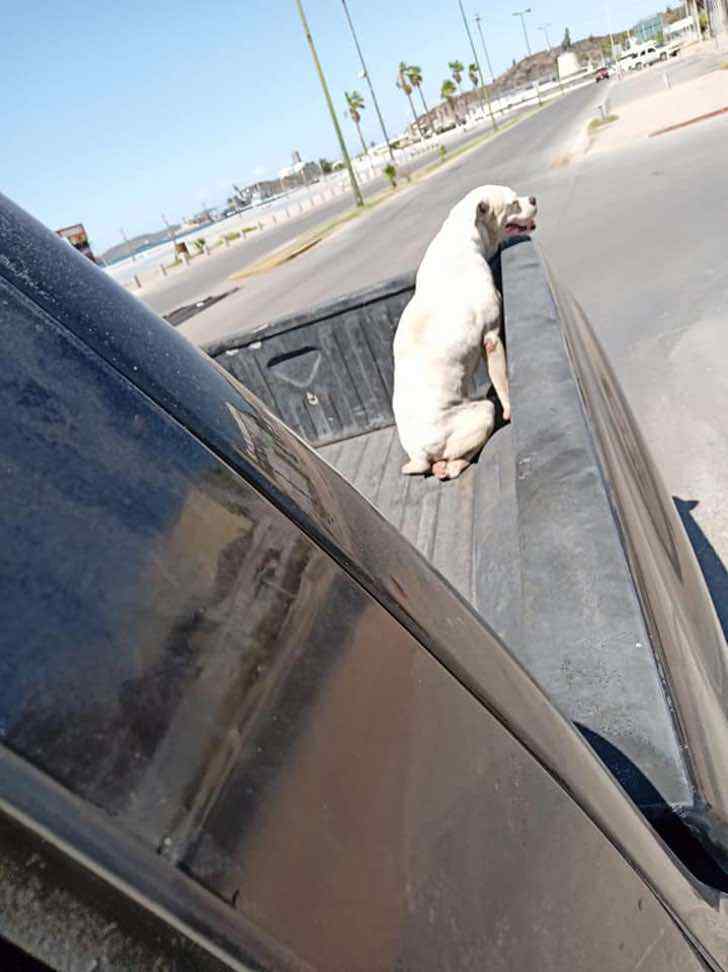 contioutra.com - Ele levou seu cachorrinho doente para um último passeio antes de seu descanso eterno.