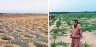 Projeto paquistanês plantou 10 bilhões de árvores e transformou um deserto em uma floresta exuberante
