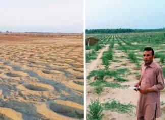 Projeto paquistanês plantou 10 bilhões de árvores e transformou um deserto em uma floresta exuberante